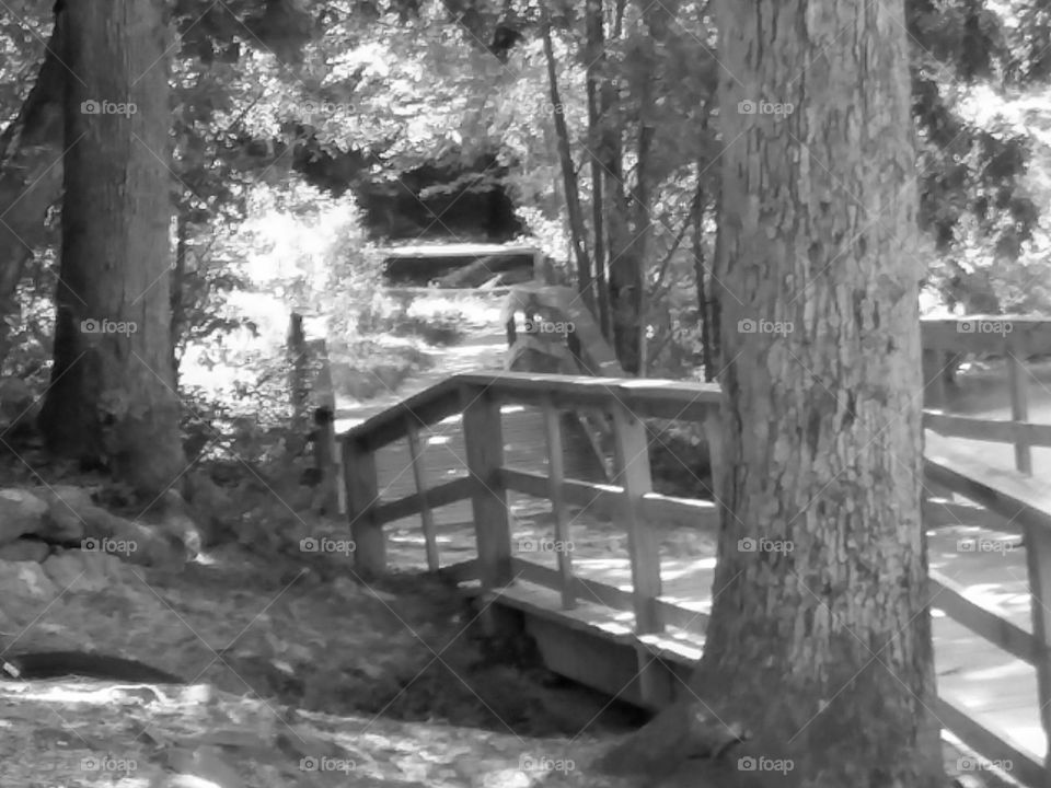 boardwalk through the woods