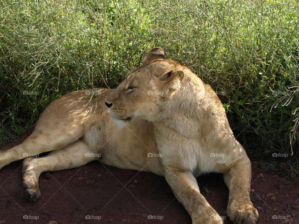 Tanzanian Lioness