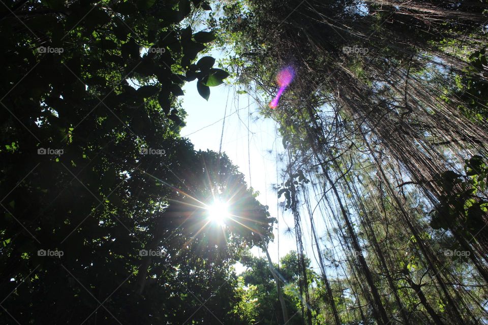 sunlight penetrates the forest