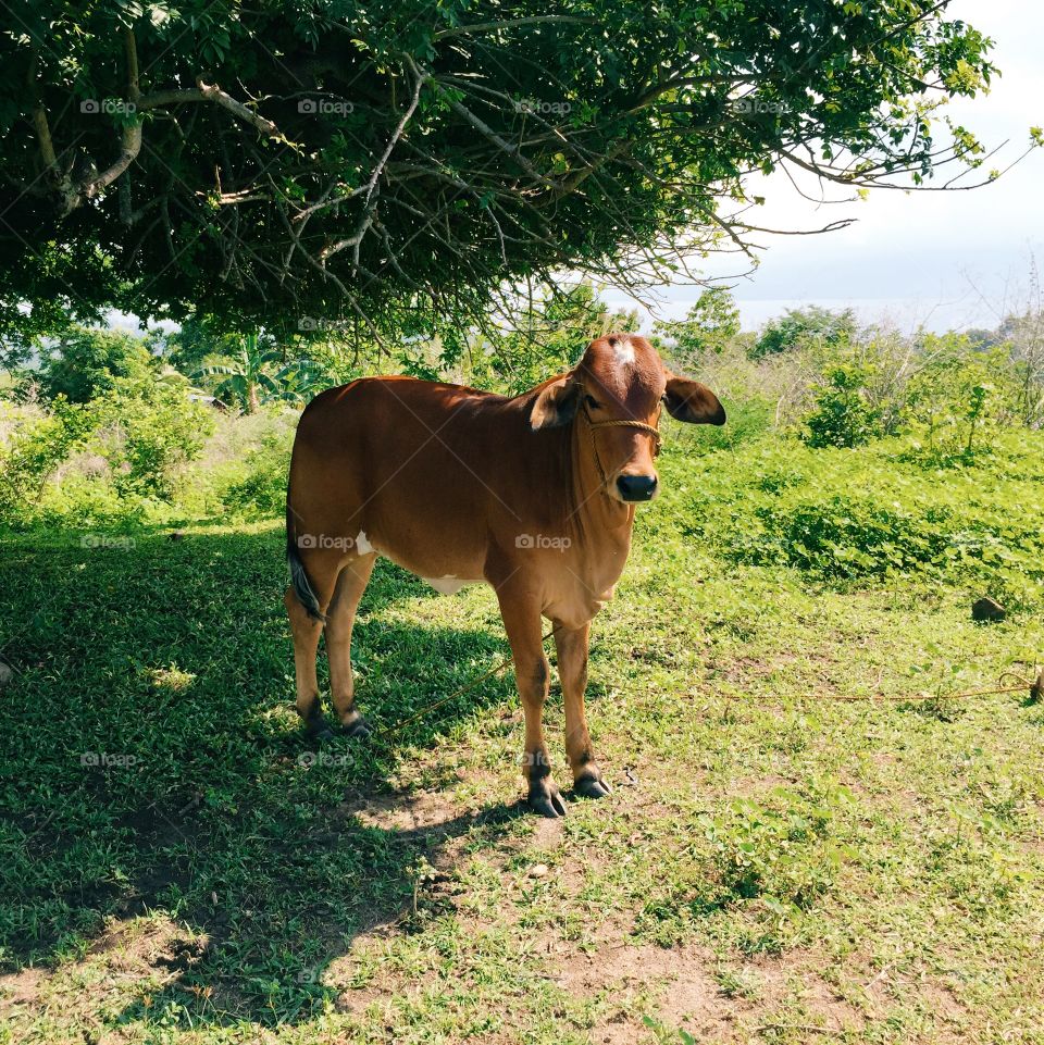 Brown Cow