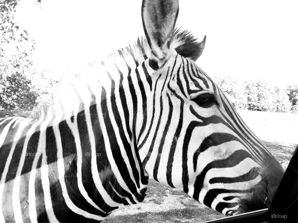 Beautiful zebra waiting outside car window in animal park expecting to be fed food pellets! 