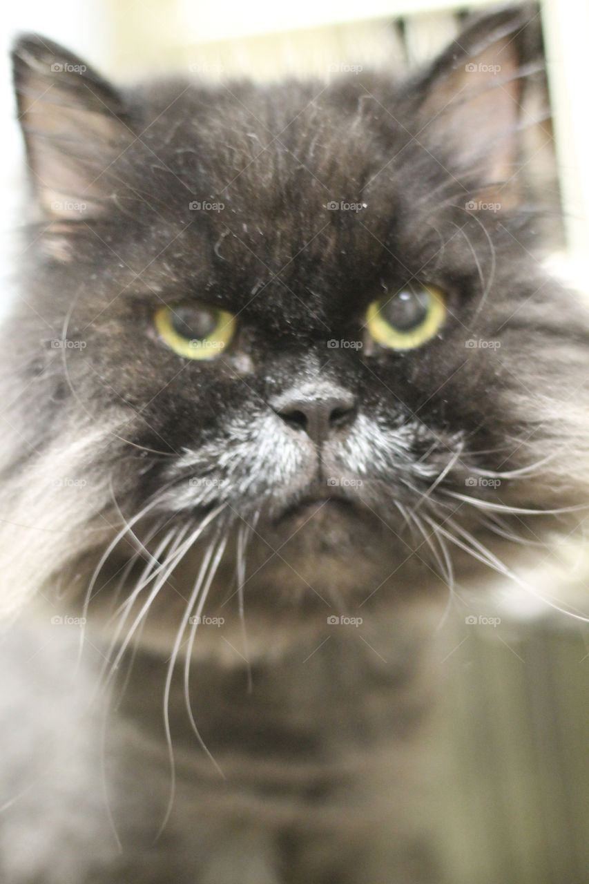 Derek, aka Coal, was carted around from home to home with his brother Persian Andy until they found a home at the ripe old age of 13!