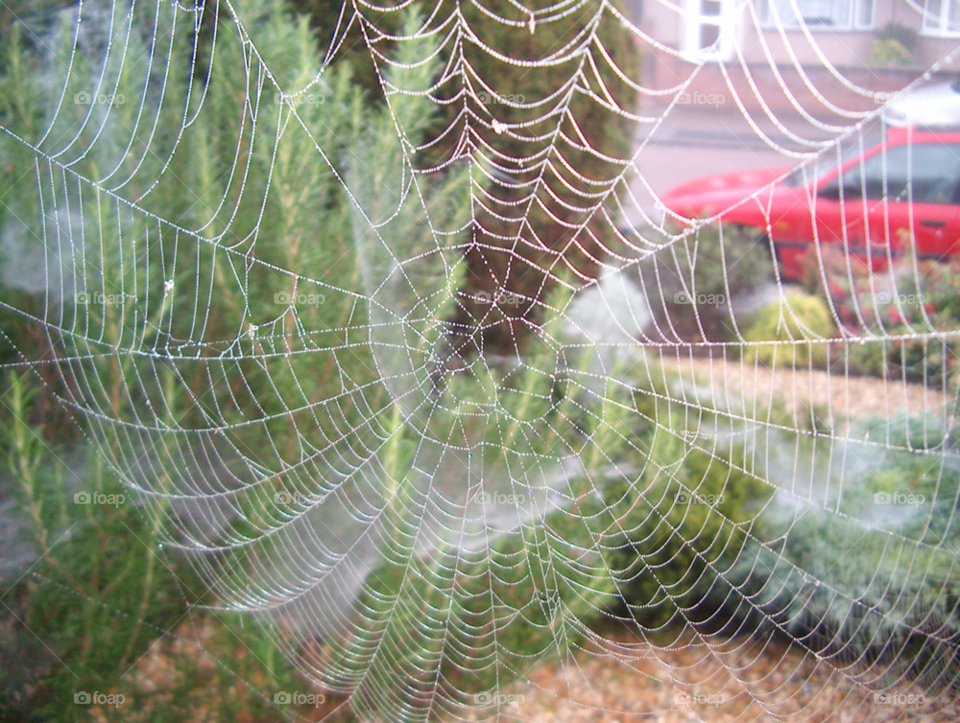 garden fog spider web coventry by maryj