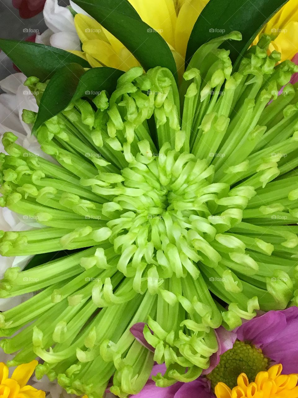 Lime green Chrysanthemum