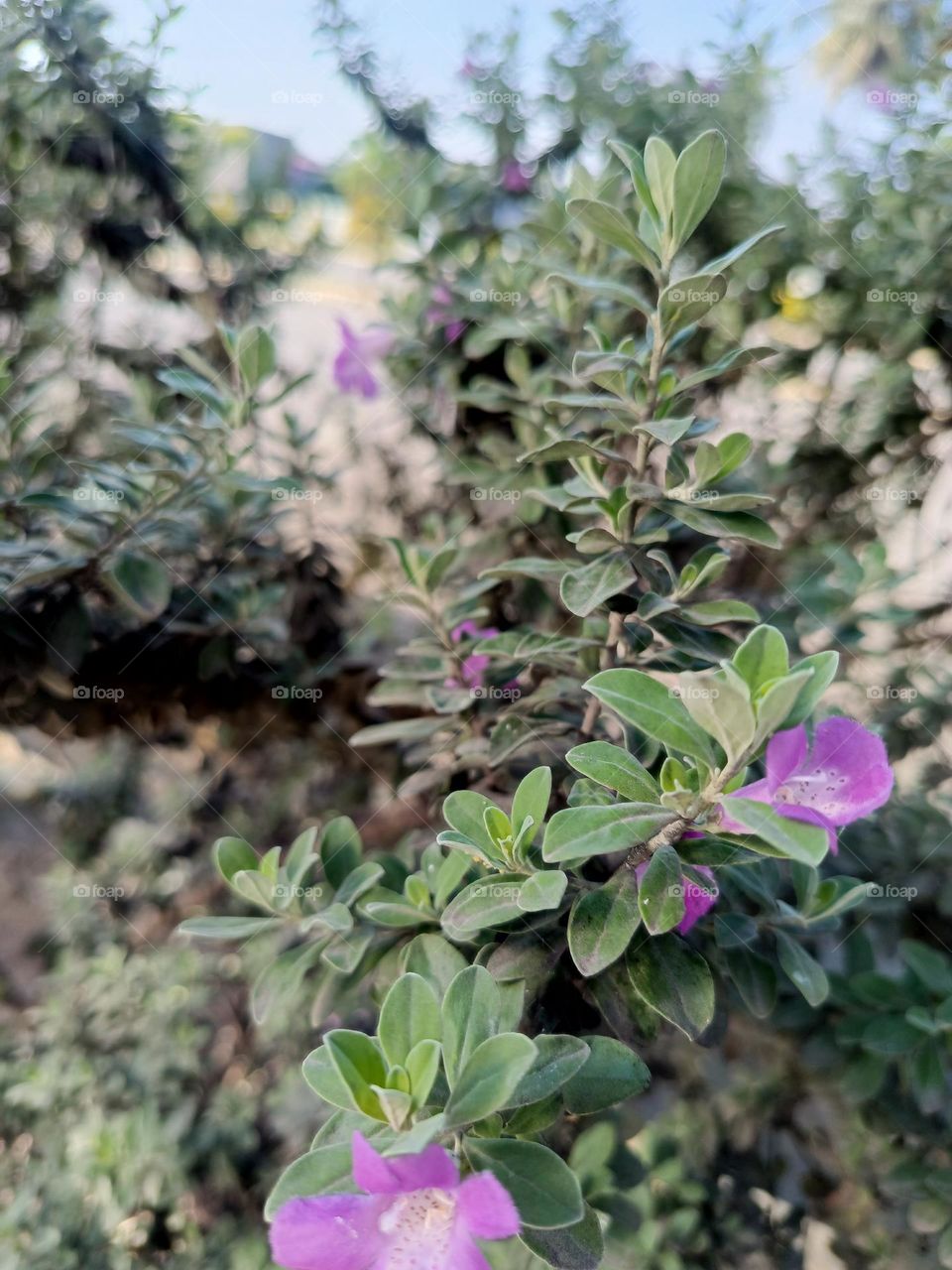 "Bloom where you are planted."
The purple-flowered plant is a lovely reminder that even in simple surroundings, beauty can thrive and brighten its environment.