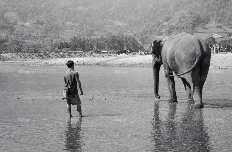 Indian Elephant walking in River