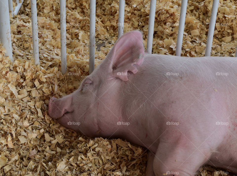 Pig sleeping at the state fair