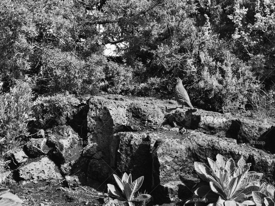 A male California Quail hanging out on large porous boulders and juniper trees on a sunny morning in Central Oregon. 