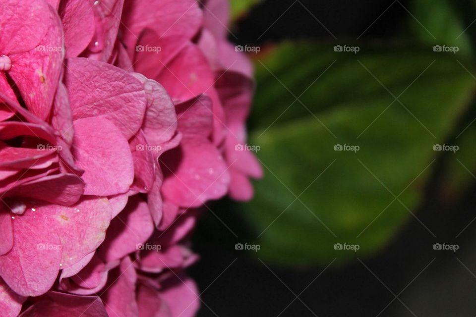 Pink Hydrangea (2 of 4)