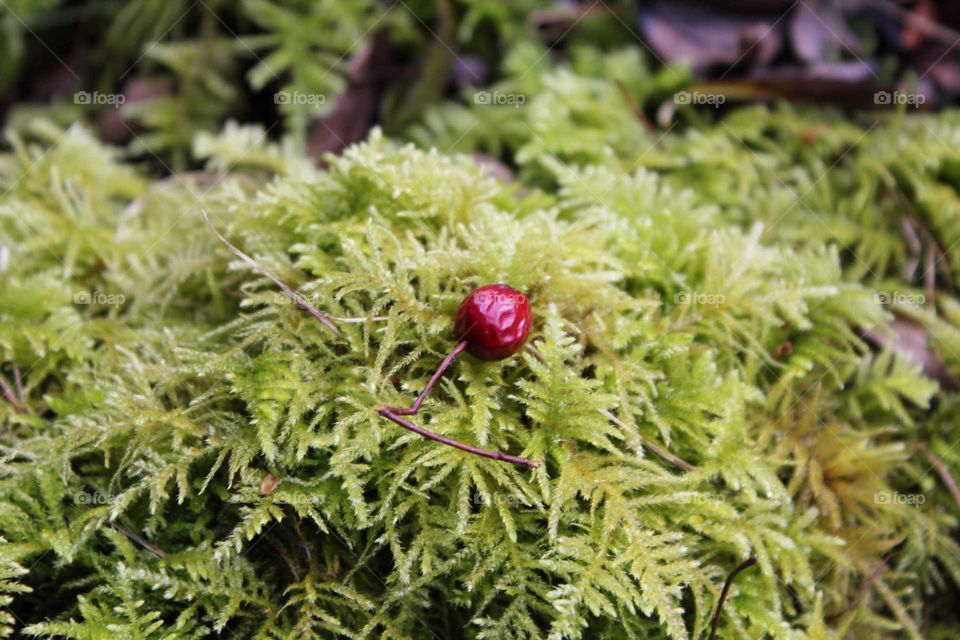 Berry on moss