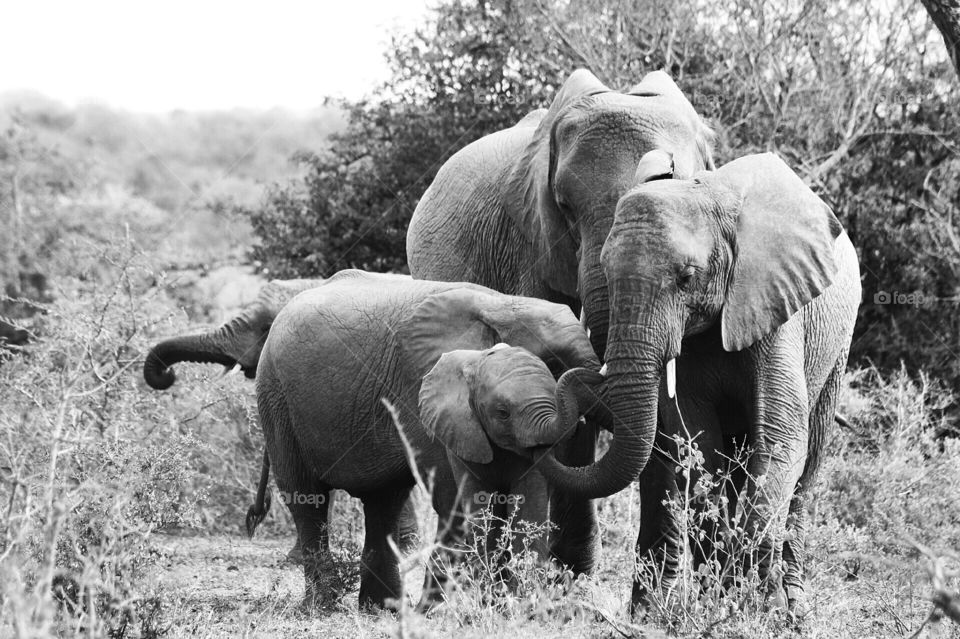 Elephant, Mammal, Nature, Animal, Wildlife