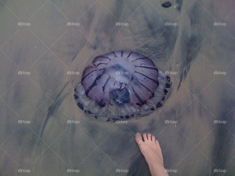 Huge Jellyfish 