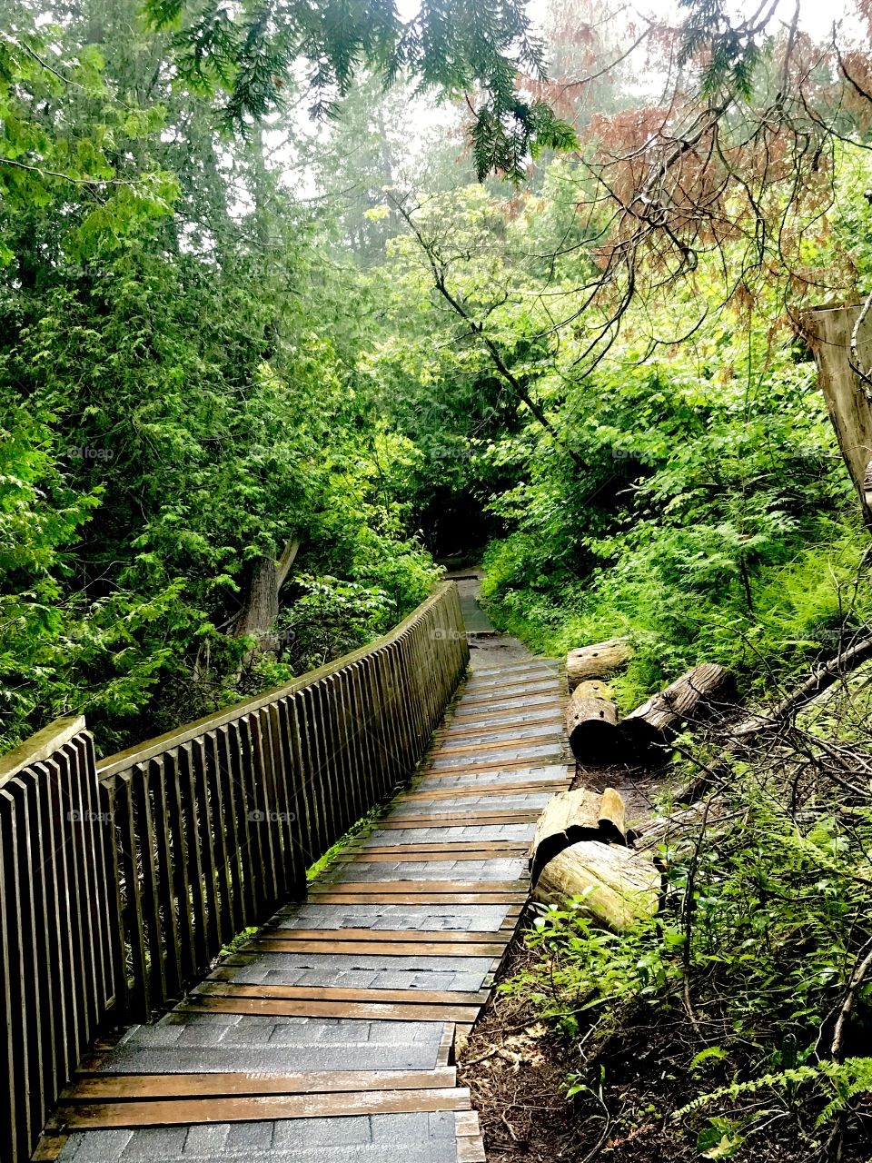 Beautiful wooden path through the wilderness