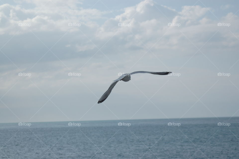 Seagull - Etretat