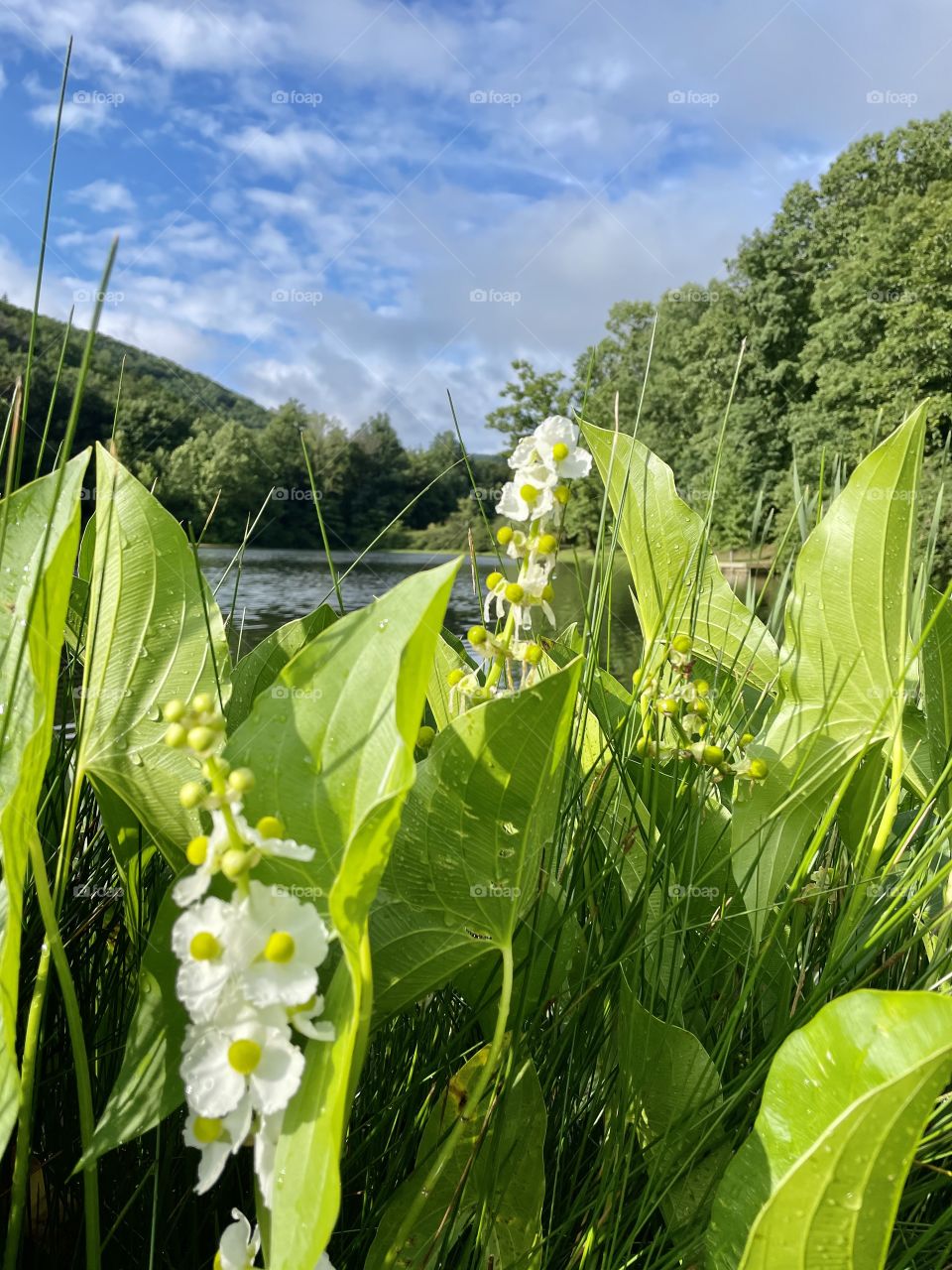 Water lilies on Shenandoah Lake with a Blue Ridge Mountain back drop.  Shenandoah Valley, Virginia