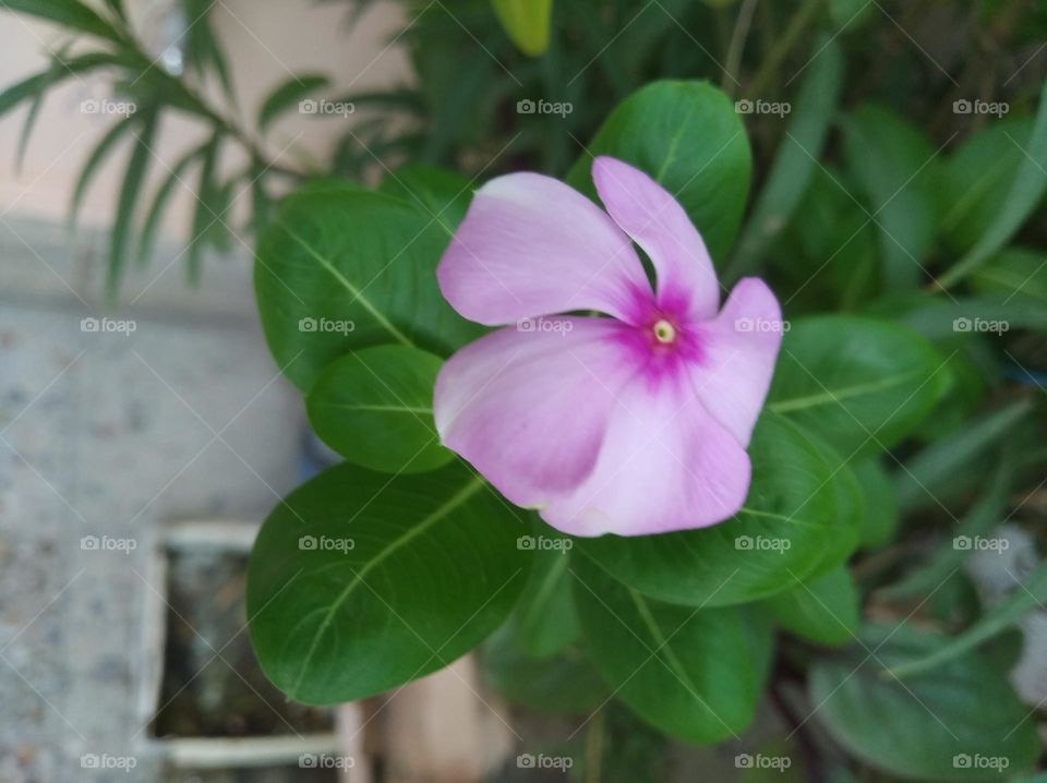 periwinkle pink flower seasonal fresh shurb small size looks very beautiful generally found everywhere