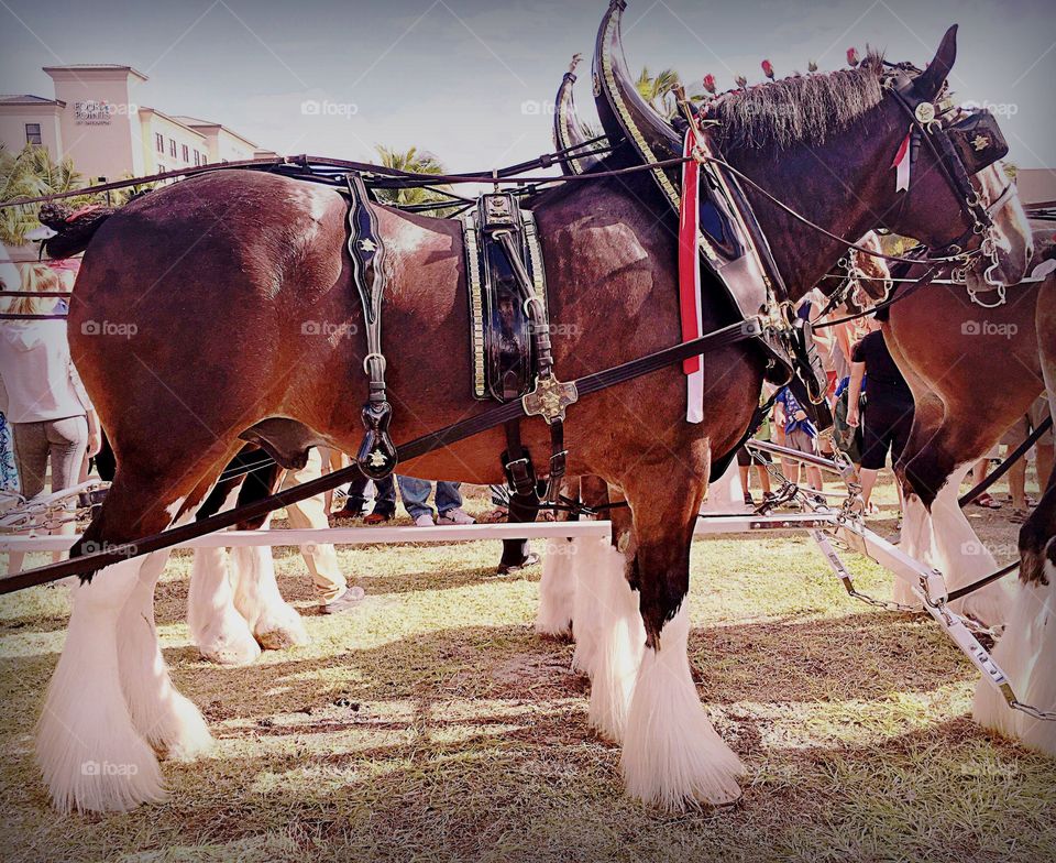 Clydesdale horse

