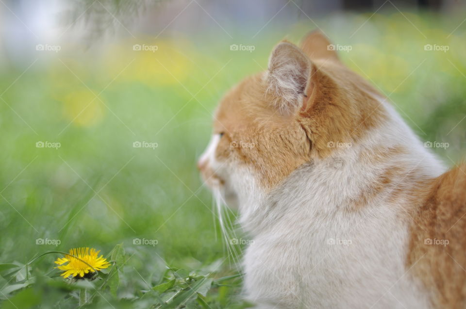 A cute cat sitting on grass