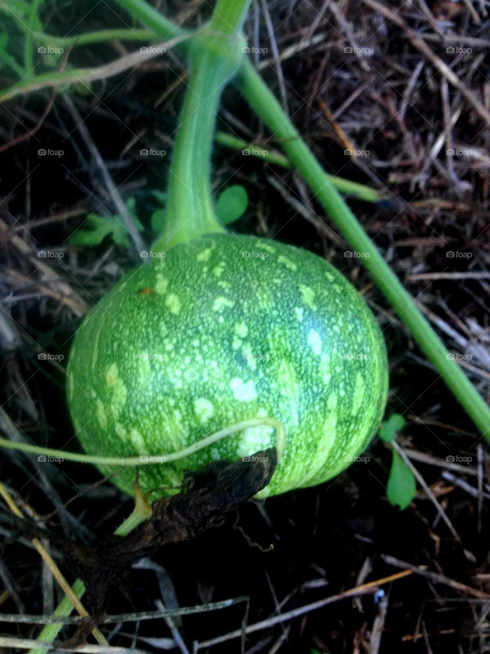 Green Squash