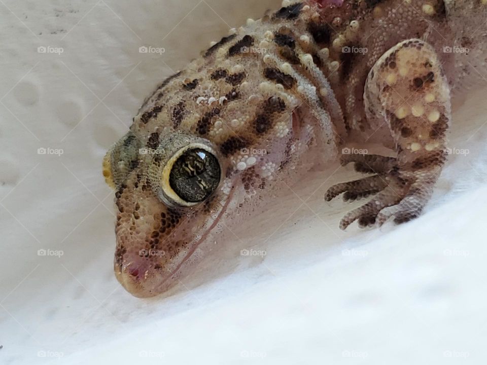 Closeup of Hemidactylus turcicus. They are also known as a mediterranean gecko or a Turkish gecko. Invasive to the USA.