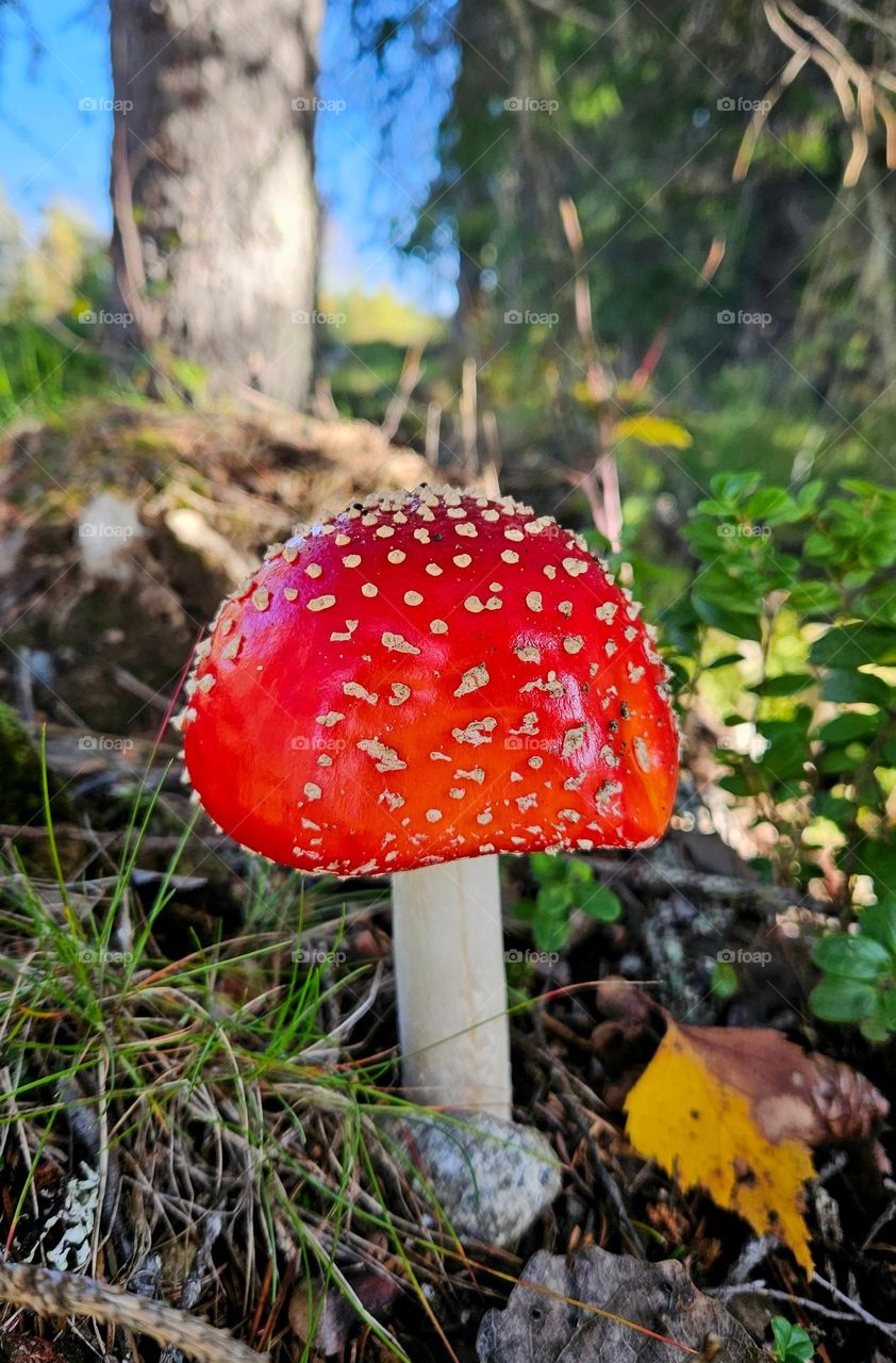 A poisonous amanita muscaria mushroom in autumn in a Finnish forest