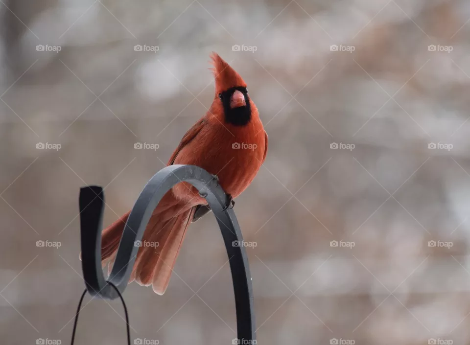 Cardinal 