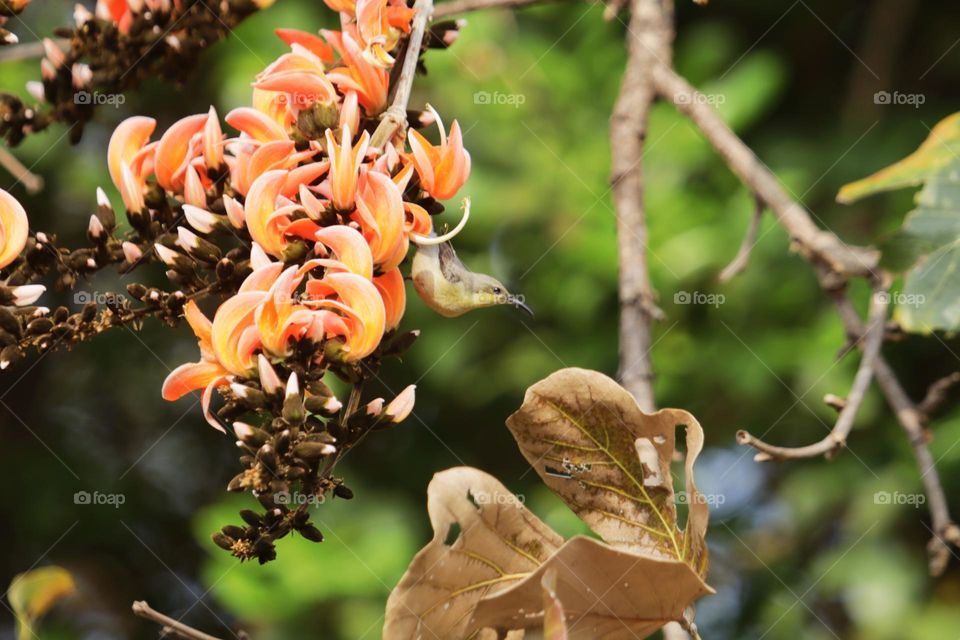 olive sunbird sitting on sacred tree