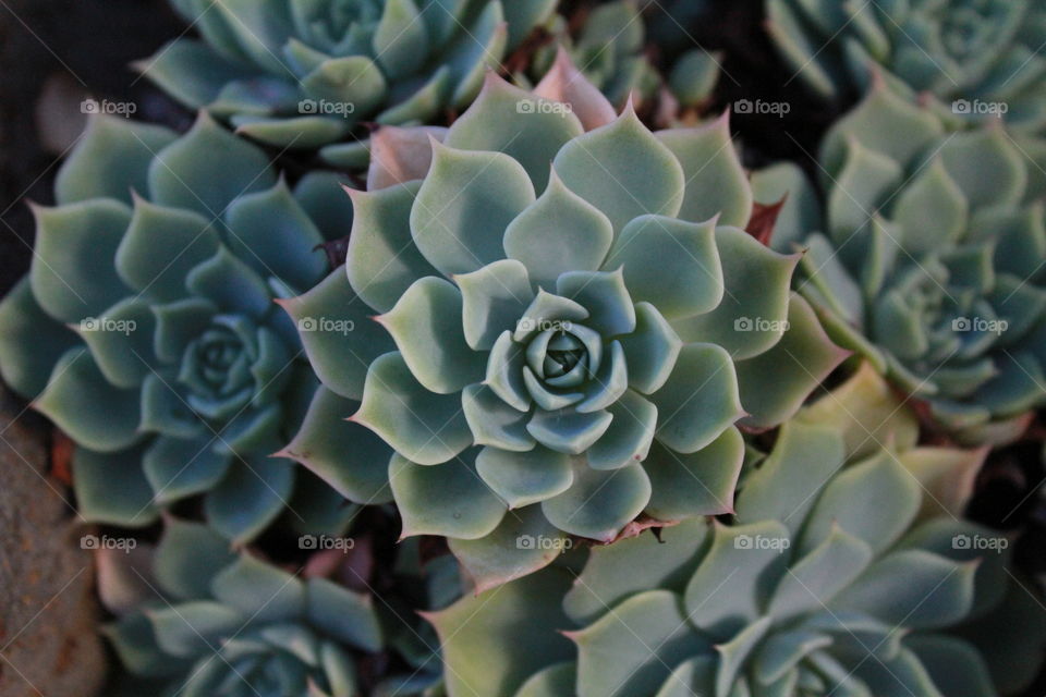 Succulents Pattern