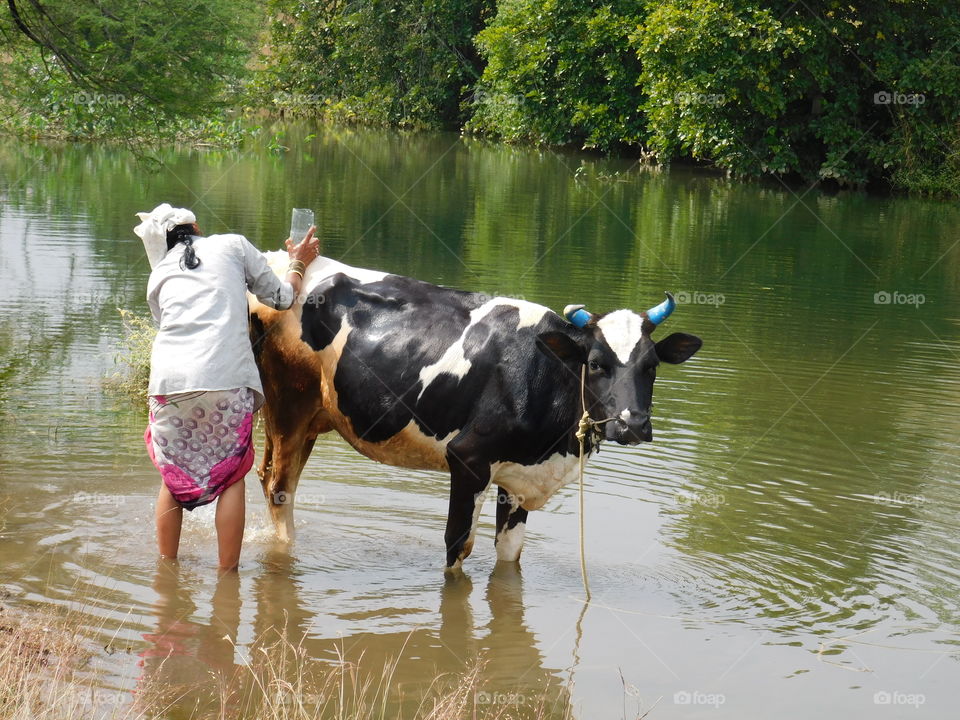 Rural Daily Work, Indian woman or ladies bathing their cow in water stream Very carefully in rural area of Maharashtra..so cow is standing Very innocent and peacefully. Reflection in the water. Captured with Nikon coolpix b500