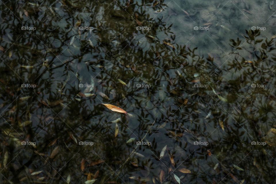 an autumn leaf,floating on the river has made unique scene.