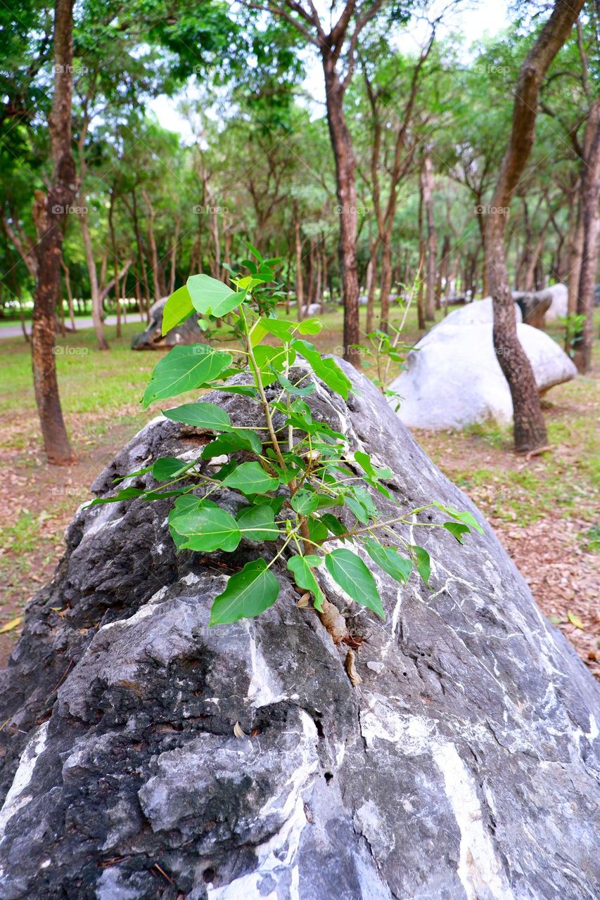 The tree formed on the crack of a large rock.