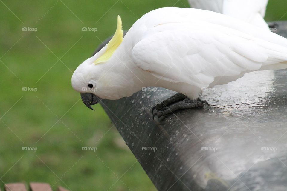 Cockatoo 3