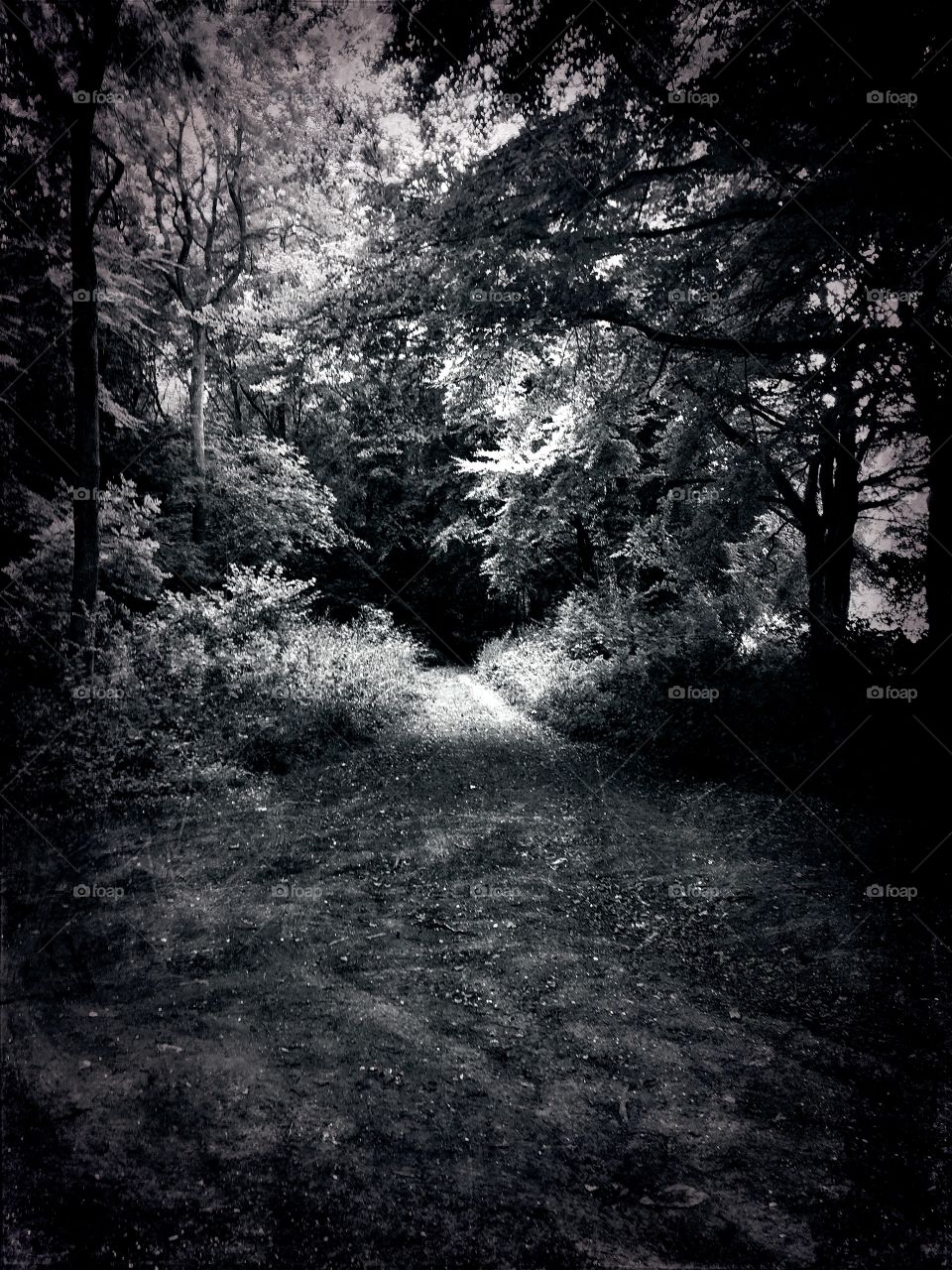 Spooky woodland tunnel