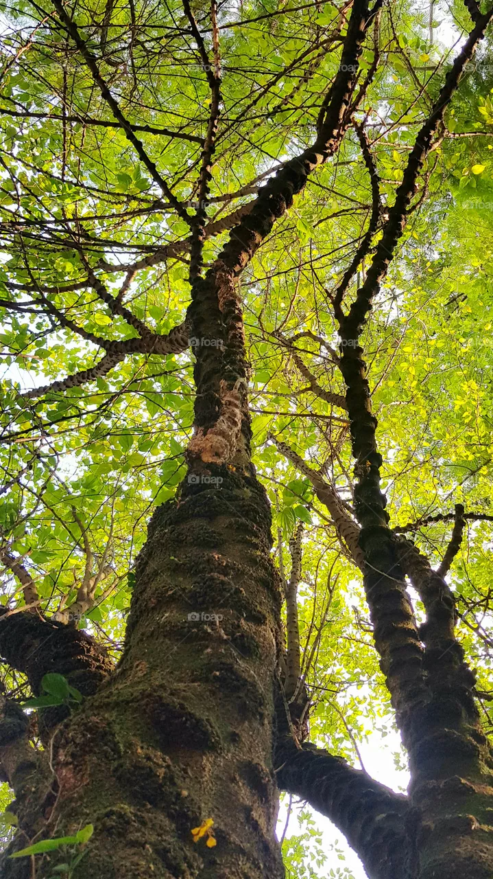 pitted tree