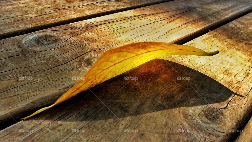 Yellow leaf shadow on deck