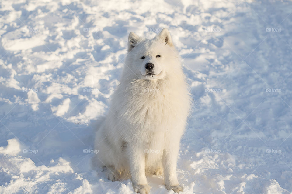 Samoyed dog sitting on snow