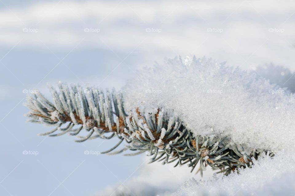 Closeup of fir tree branch covered with frost and snow on a cold winter day outdoors 