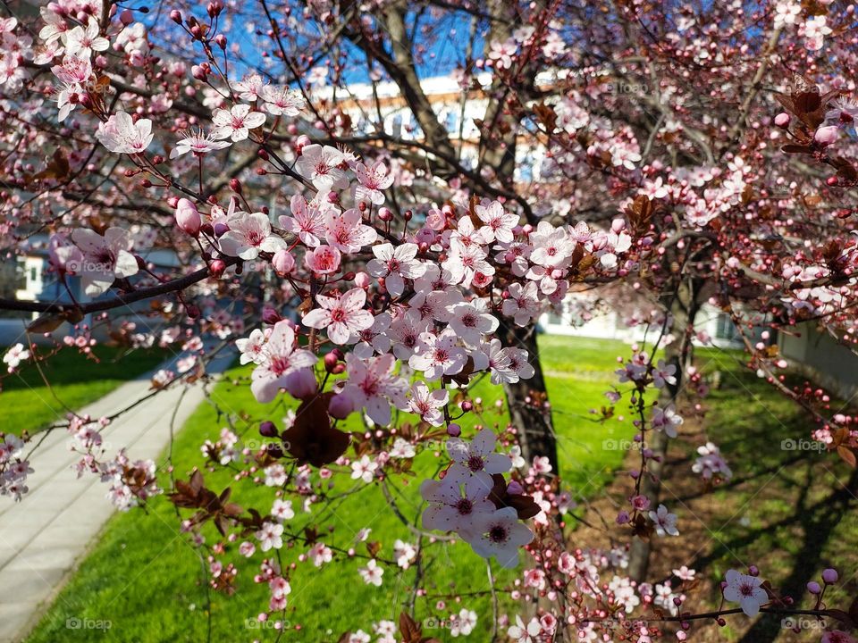 Red cherry bark tree blooming