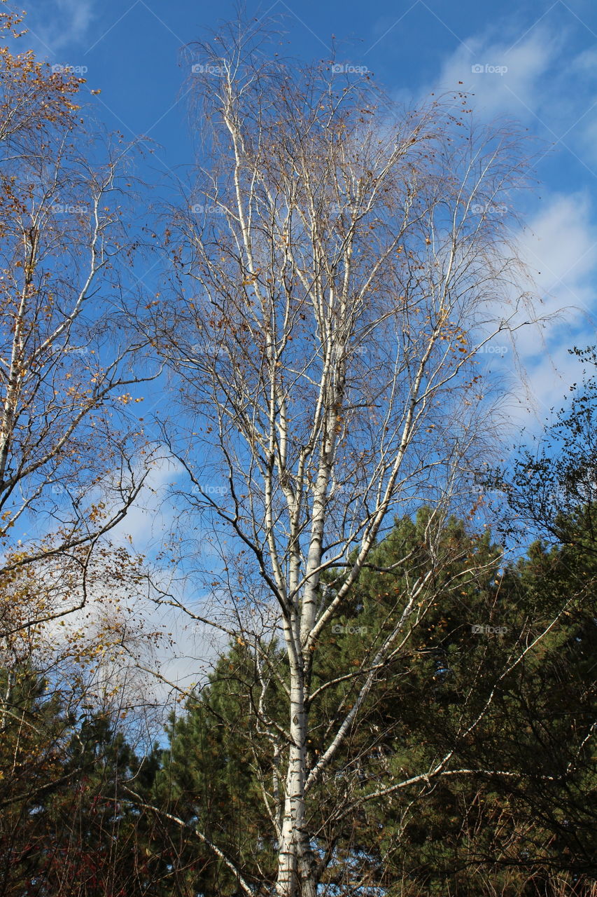 tall white trees