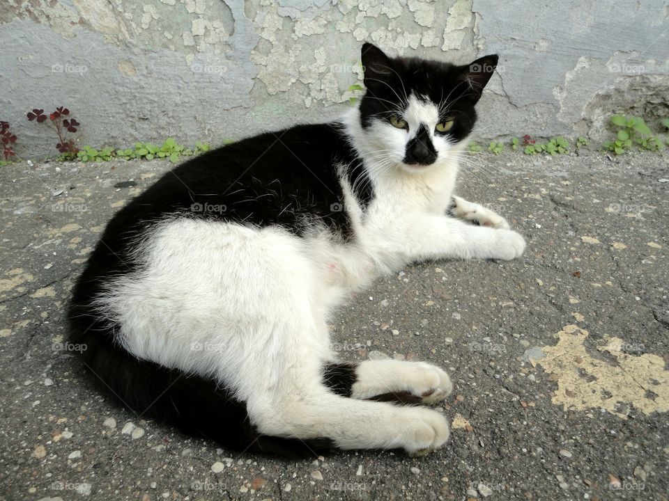 Cat, Animal, Portrait, Cute, Mammal