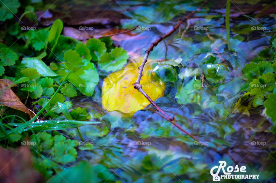 Raining day with leaves 🍁