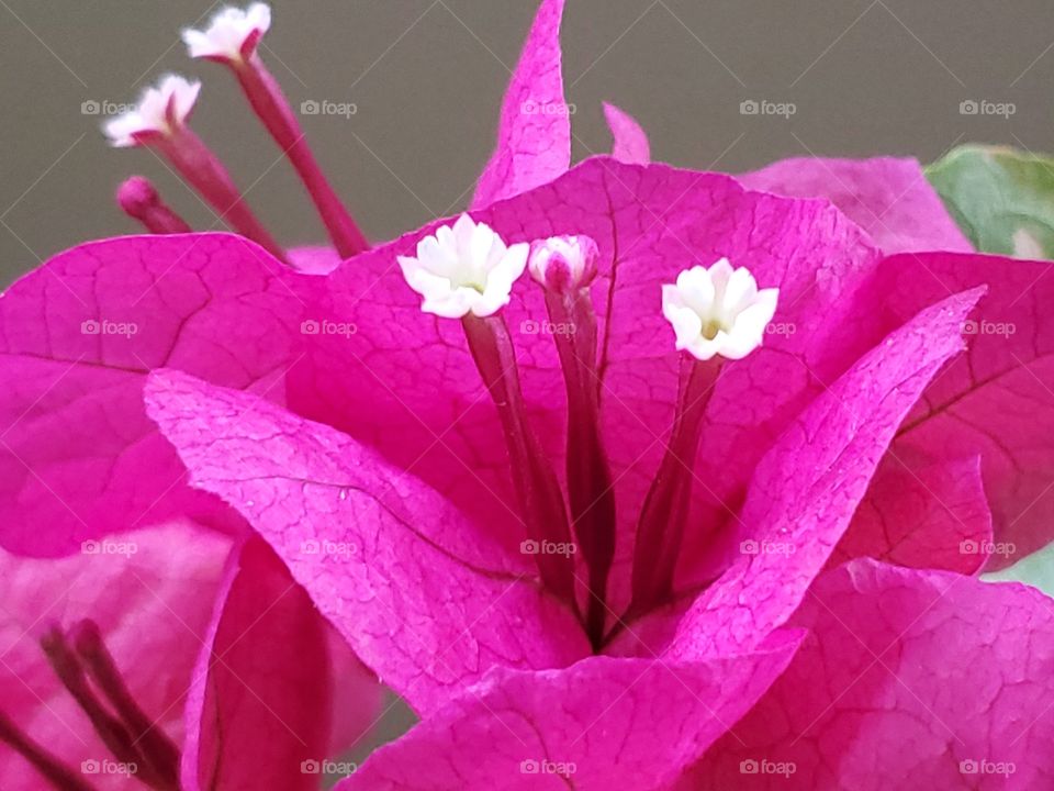 Magenta bougainvillea flower and white florets