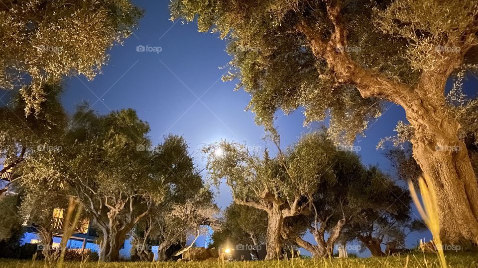 Olive trees in the moon