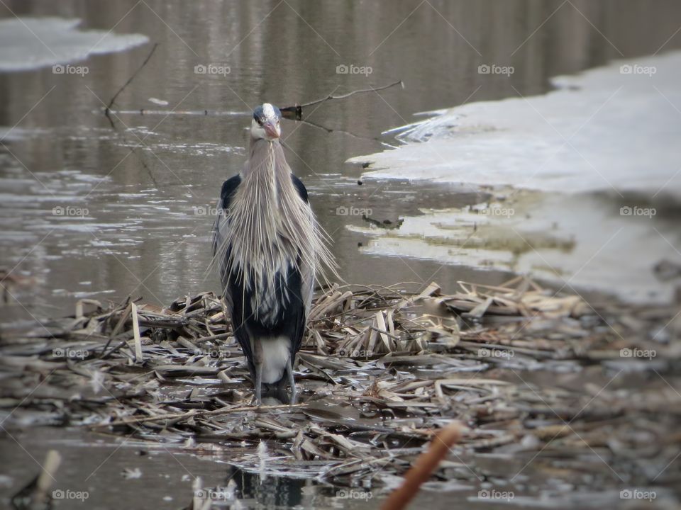 Front view Heron Boucherville 