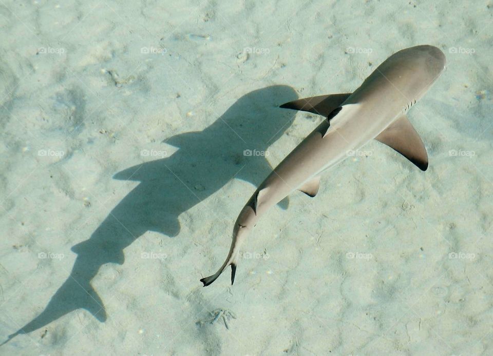 Baby shark. Baby reef shark in Bora Bora, French Polynesia