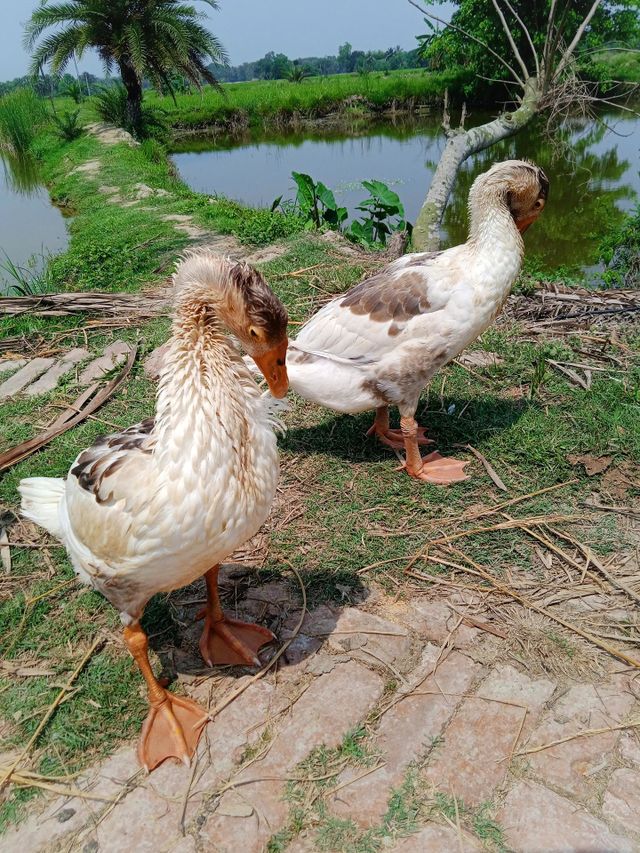 Cute Ducks
