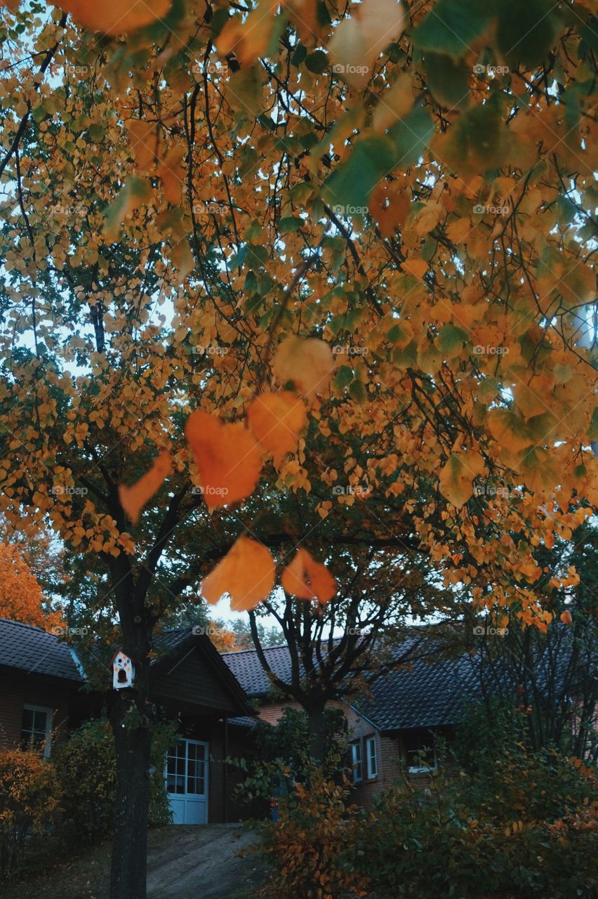 Fall trees 