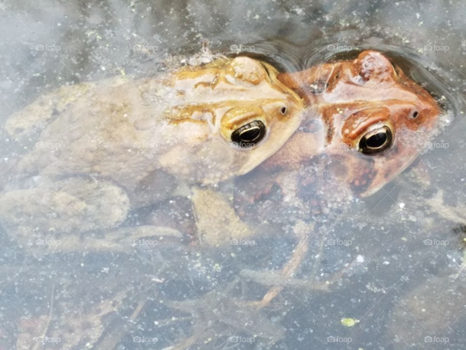 Toad Love