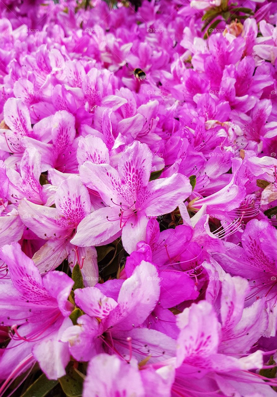 Bumble bee flying over a sea of pink