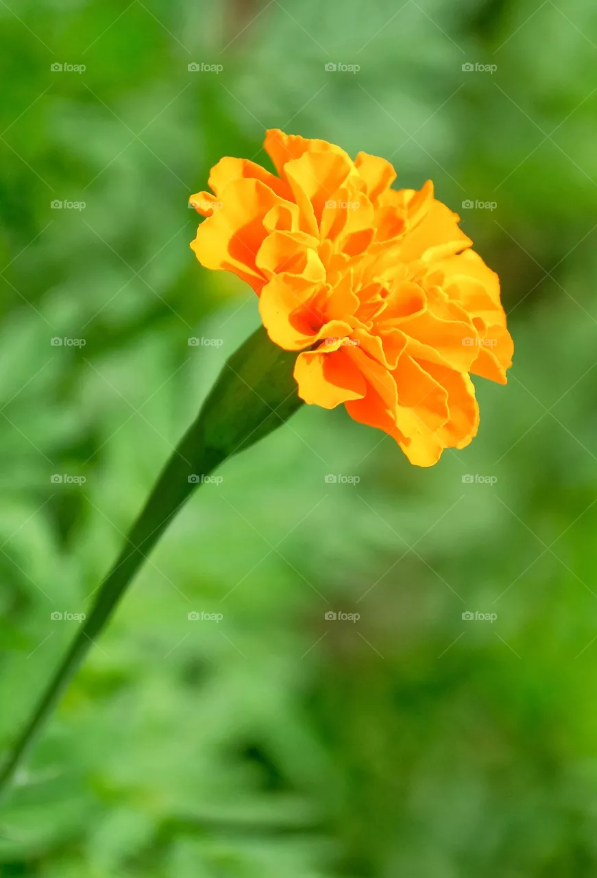 orange flower